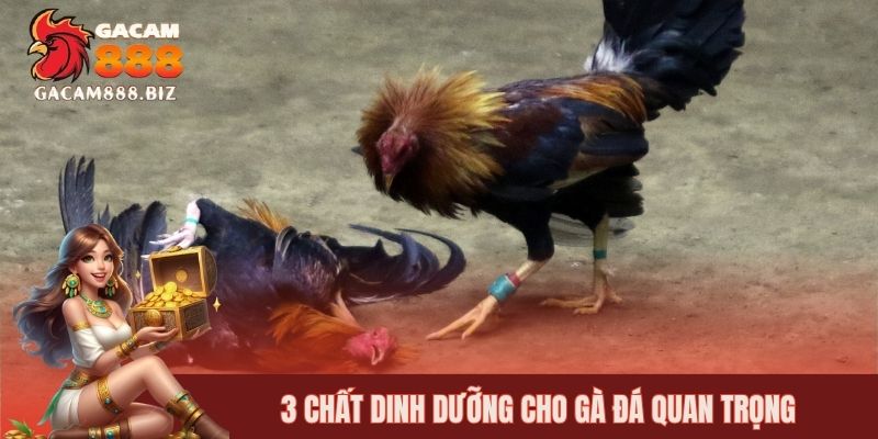 3 chất dinh dưỡng cho gà đá quan trọng