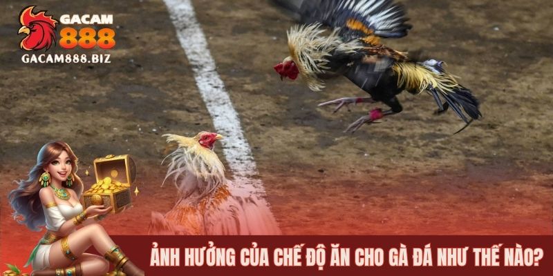 Ảnh hưởng của chế độ ăn cho gà đá như thế nào?