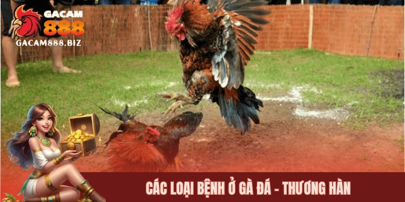 Các loại bệnh ở gà đá - Thương hàn