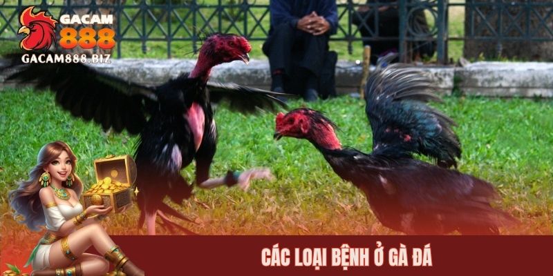 Các loại bệnh ở gà đá