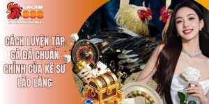 cách luyện tập gà đá