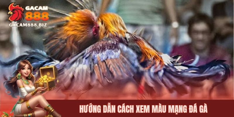 Hướng dẫn cách xem màu mạng gà đá