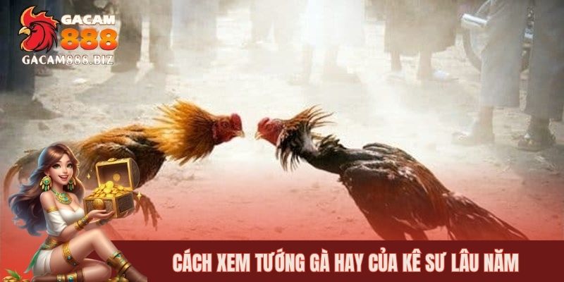 Cách xem tướng gà hay của kê sư lâu năm