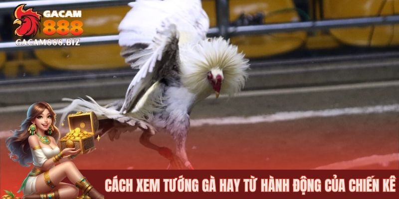 Cách xem tướng gà hay từ hành động của chiến kê