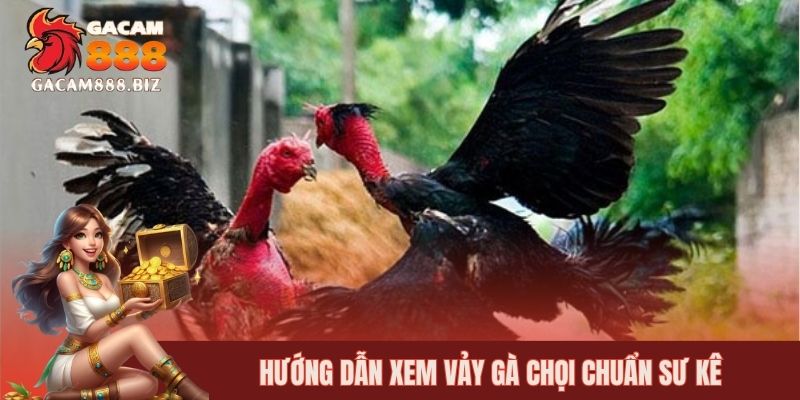 Hướng dẫn xem vảy gà chọi chuẩn sư kê