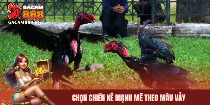Chọn chiến kê mạnh mẽ theo màu vảy