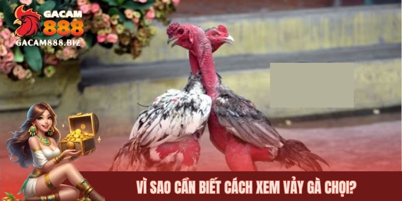 Vì sao cần biết cách xem vảy gà chọi?