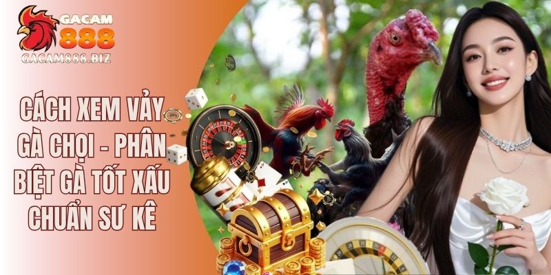 Cách xem vảy gà chọi