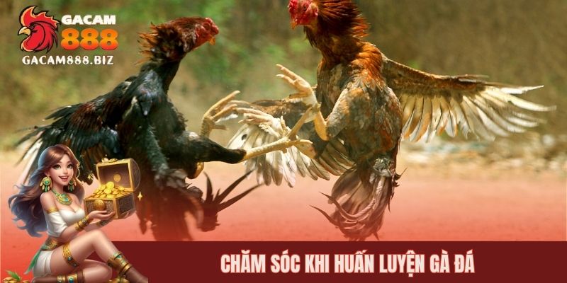 Chăm sóc khi huấn luyện gà đá