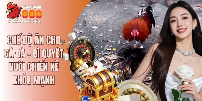 Chế độ ăn cho gà đá