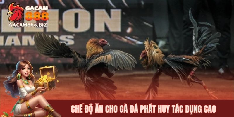Chế độ ăn cho gà đá phát huy tác dụng cao