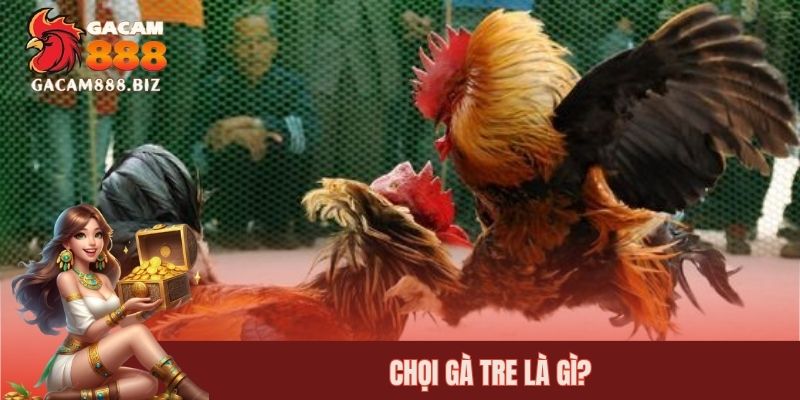 Chọi gà tre là gì?