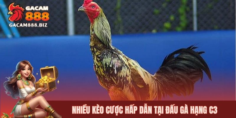 Nhiều kèo cược hấp dẫn tại đấu gà hạng C3