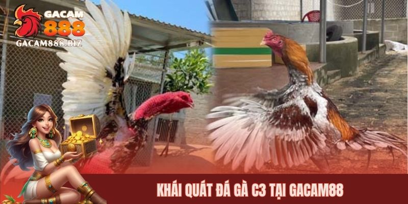 Khái quát đá gà C3 tại GACAM88