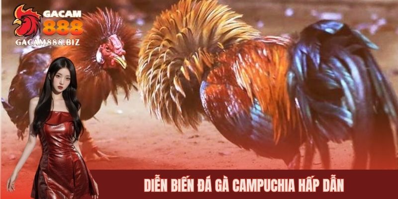 Diễn biến hấp dẫn trong trận đá gà Campuchia