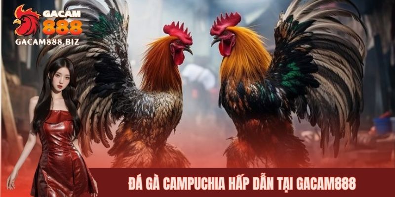 Các trận đá gà tại Campuchia có sức hút cao