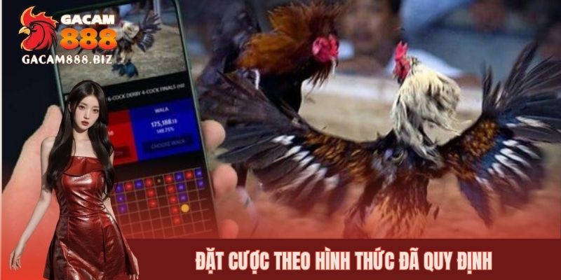 Người chơi xuống tiền cá cược đá gà Campuchia với nhiều hình thức