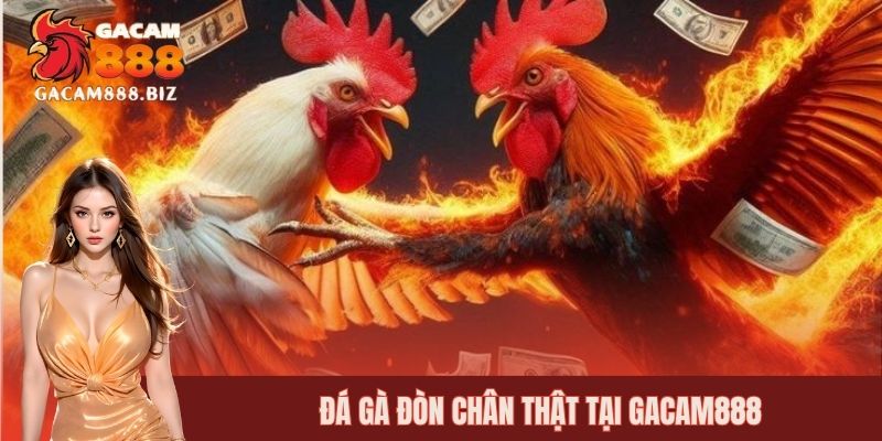 Đá gà đòn mang đến trải nghiệm chân thật