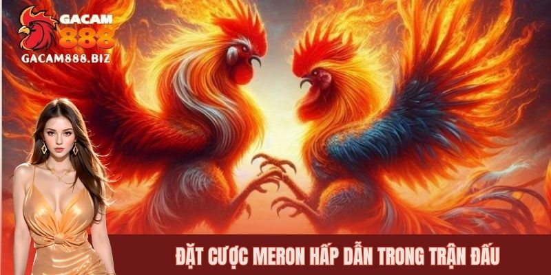 Tham gia cửa Meron dự đoán gà mạnh hơn chiến thắng