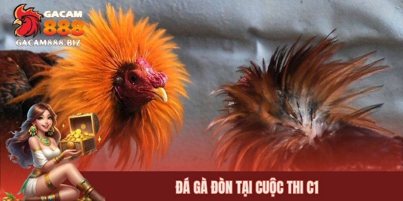 Đá gà đòn tại cuộc thi C1