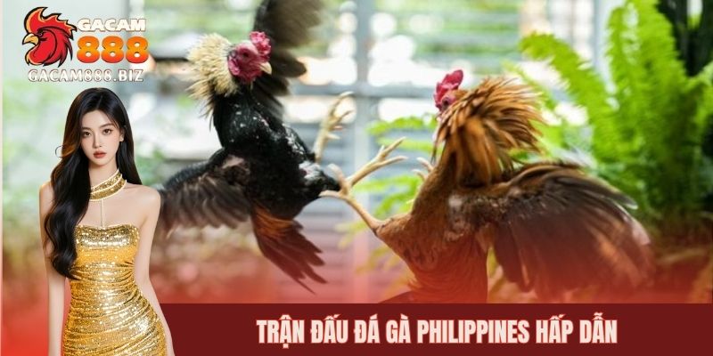 Giải đấu đá gà tại Philippines siêu hấp dẫn