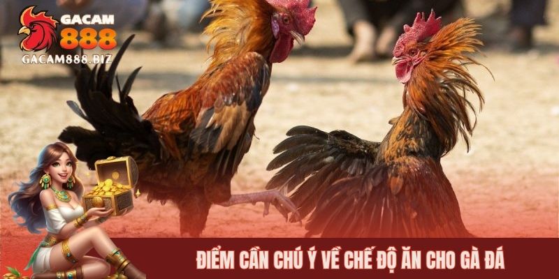 Điểm cần chú ý về chế độ ăn cho gà đá