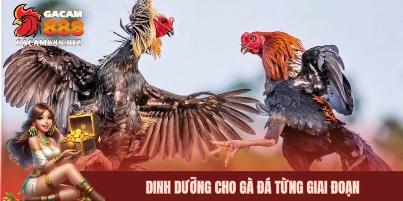 Dinh dưỡng cho gà đá từng giai đoạn