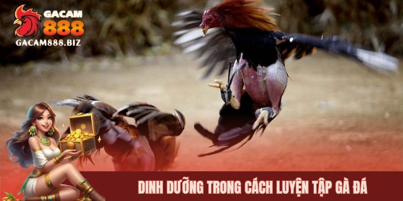 Dinh dưỡng trong cách luyện tập gà đá