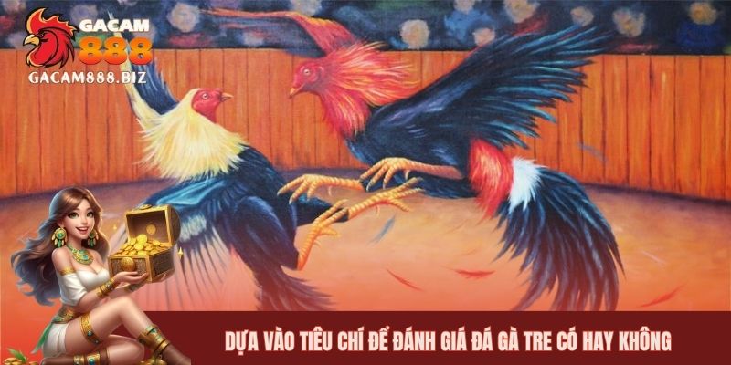 Dựa vào tiêu chí để đánh giá đá gà tre có hay không