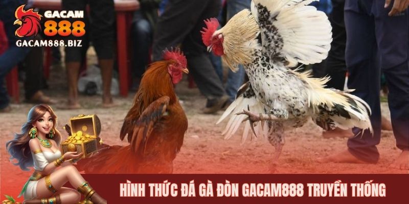 Hình thức đá gà đòn GACAM888 truyền thống