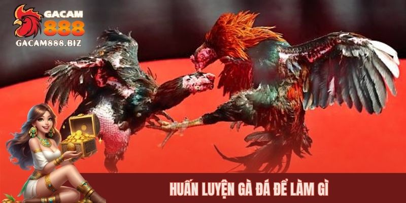 Huấn luyện gà đá để làm gì