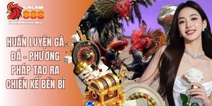 Huấn luyện gà đá