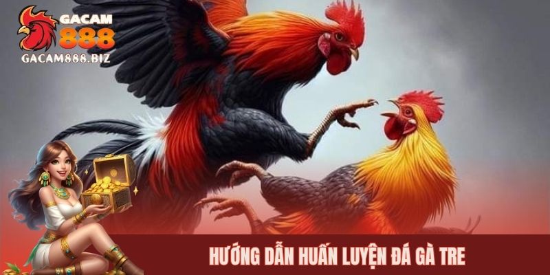 Hướng dẫn huấn luyện đá gà tre
