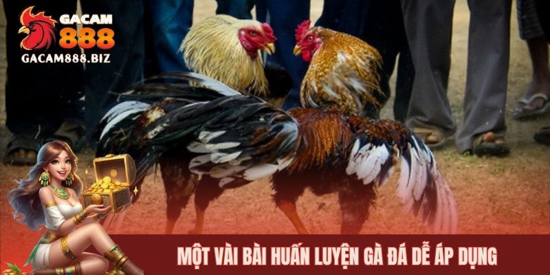 Một vài bài huấn luyện gà đá dễ áp dụng