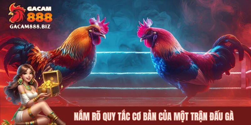 Nắm rõ quy tắc cơ bản của một trận đấu gà
