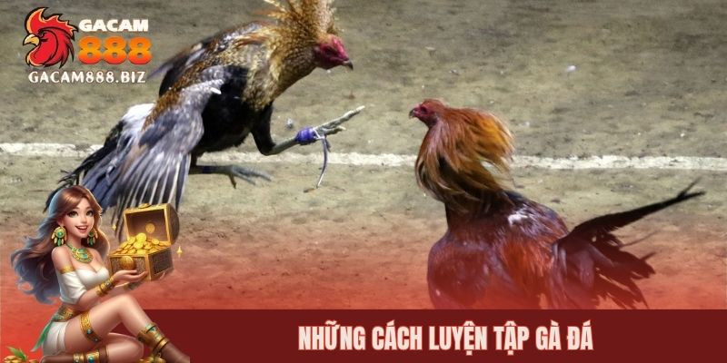 Những cách luyện tập gà đá