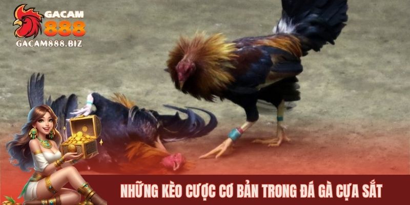 Những kèo cược cơ bản trong đá gà cựa sắt