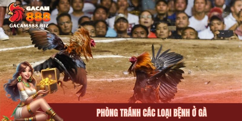 Phòng tránh các loại bệnh ở gà