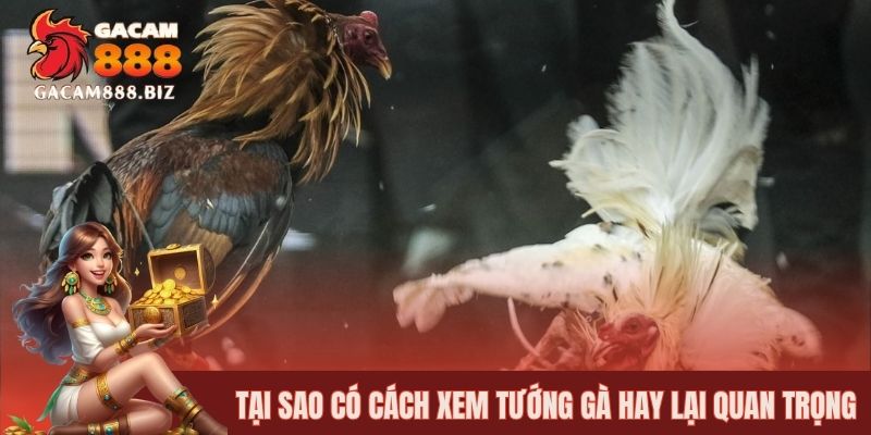 Tại sao có cách xem tướng gà hay lại quan trọng