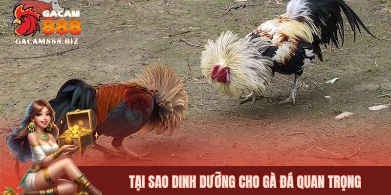 Tại sao dinh dưỡng cho gà đá quan trọng