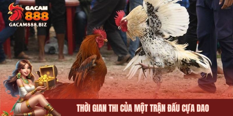 Thời gian thi của một trận đấu cựa dao