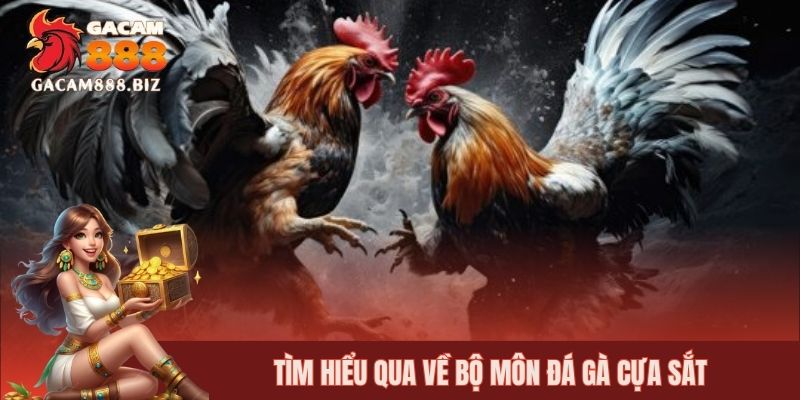 Tìm hiểu qua về bộ môn đá gà cựa sắt