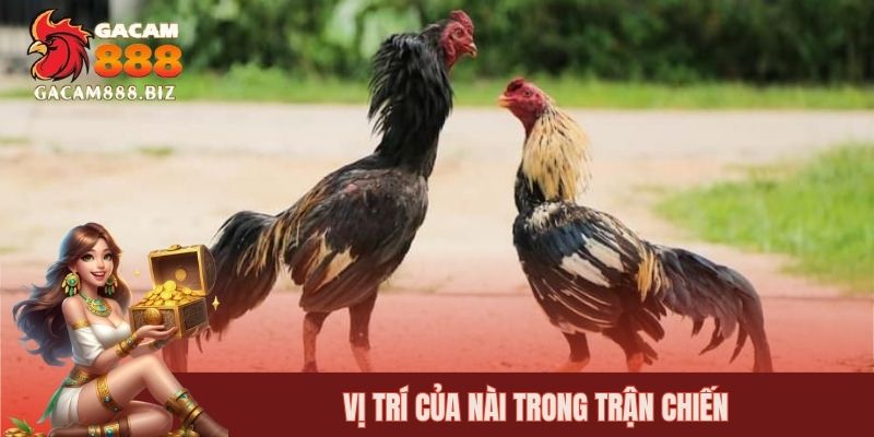 Vị trí của nài trong trận chiến